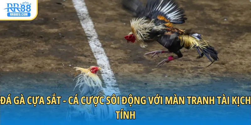 đá gà cựa sắt