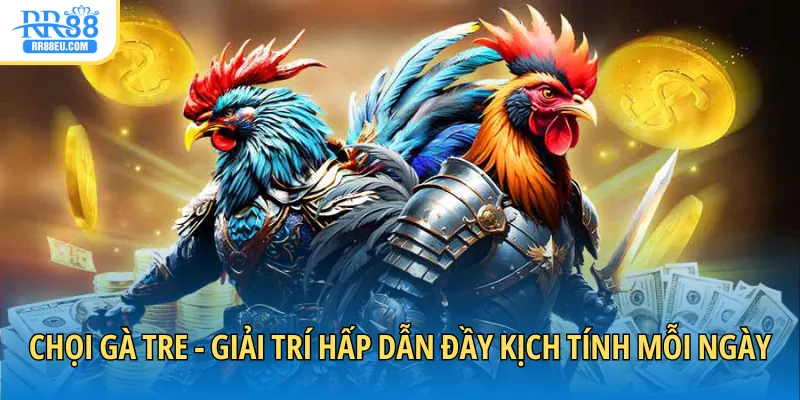 Chọi gà tre - Giải trí hấp dẫn đầy kịch tính mỗi ngày