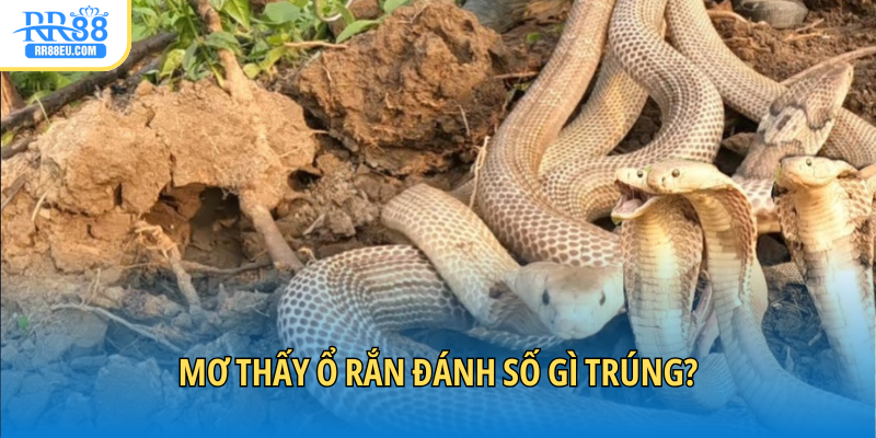 Mơ thấy rắn đánh con gì không lo thua lỗ?