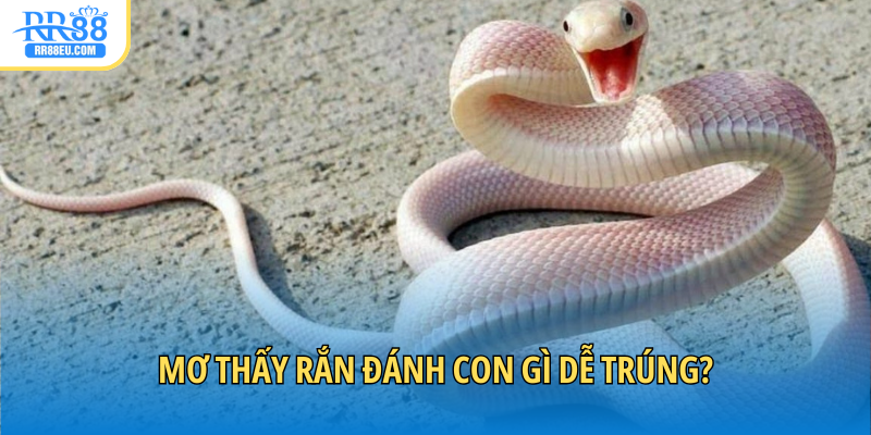 Mơ thấy rắn đánh con gì