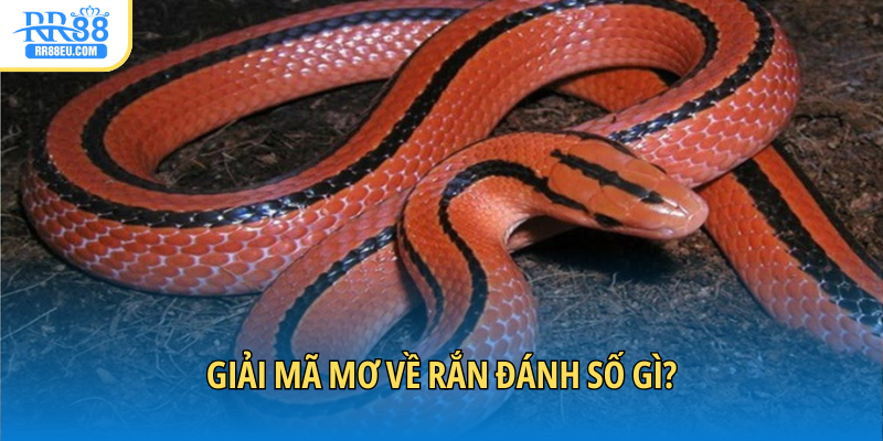 Tra cứu số lô đề ghi dễ trúng từ giấc mơ