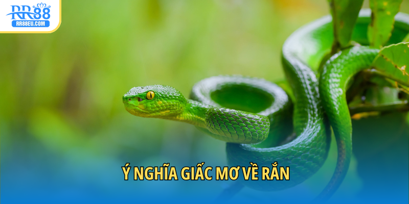 Mơ thấy rắn mang ý nghĩa gì?